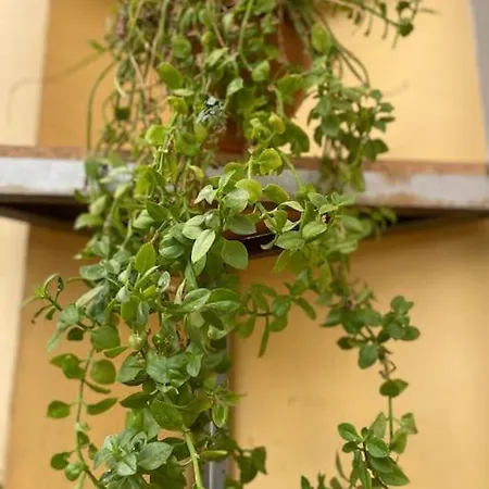 شقة Dani Two Bedroom In Center Of