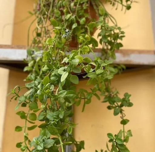 Appartamento Dani Two Bedroom In Center Of